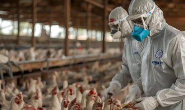 Almanya'da kuş gribi alarmı