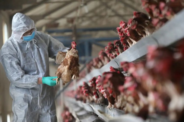 Almanya’da kuş gribi salgınına karşı ilk kez karantina kararı alındı