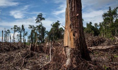 BM: Dünya, her yıl 10 milyon hektar tropikal orman kaybediyor