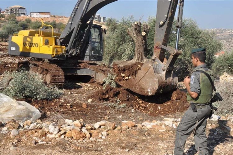 İşgalci İsrail Batı Şeria’da bir haftada 8 binden fazla ağacı söktü