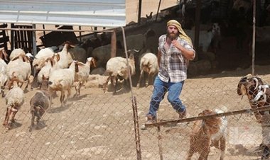 Yahudi çeteler Filistinlilere ait 200 koyun ve bir aracı gasp etti