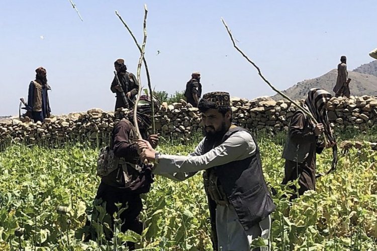 Afgan yönetimi, 2025'te 19 bin hektardan fazla uyuşturucu tarlasını imha etti
