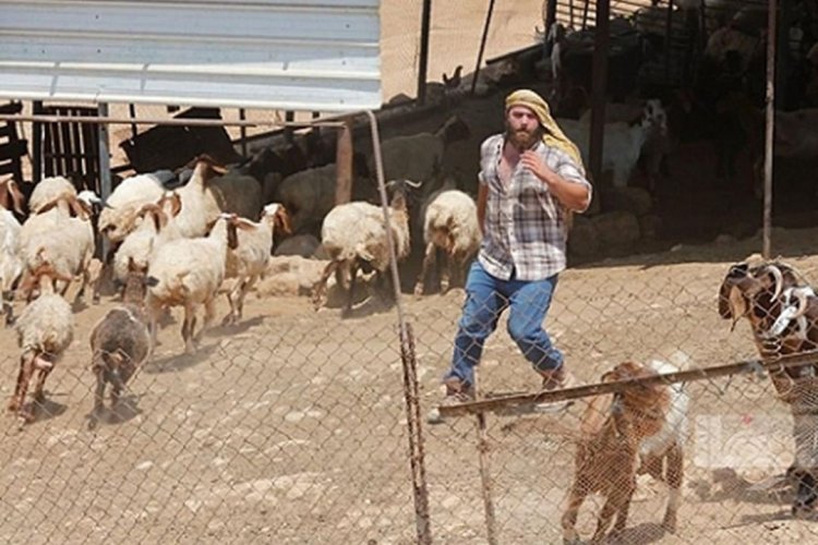 Yahudi çeteler Filistinlilere ait 200 koyun ve bir aracı gasp etti