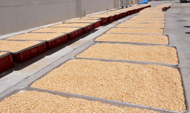 Kilosu altınla yarışan künar için 40 metre yükseklikte çalışıyorlar