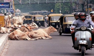 Hindistan'da inek eti satan Müslüman'a saldırı