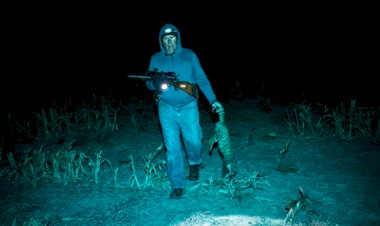 Avustralya 2 milyon kediyi öldürmek istiyor